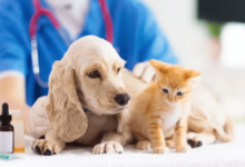 How to Choose the Best Veterinary Clinic