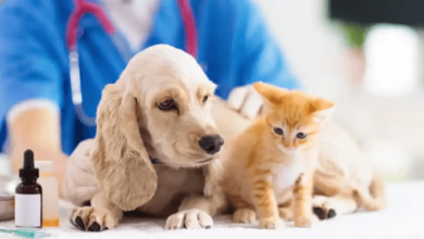 How to Choose the Best Veterinary Clinic