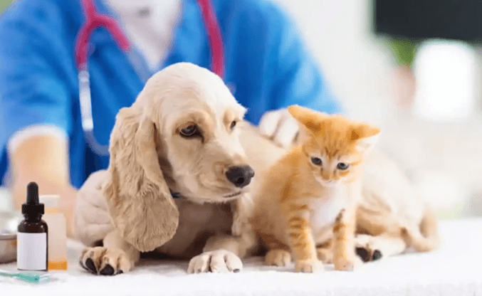 How to Choose the Best Veterinary Clinic