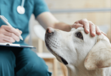 The Benefits of Professional Veterinary Services