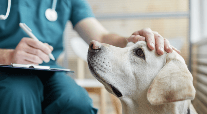 The Benefits of Professional Veterinary Services