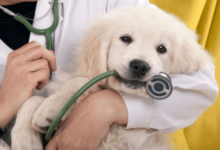 Top Pet Care Tips from Veterinarians