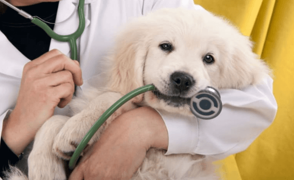 Top Pet Care Tips from Veterinarians