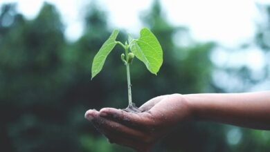 nip india growth initiative