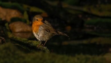 correlation synthesis log analysis