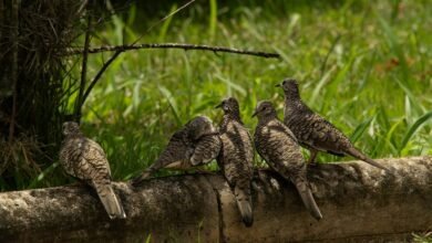 cross dataset association control log