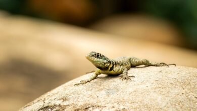 pattern coherence observation note