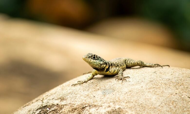 pattern coherence observation note